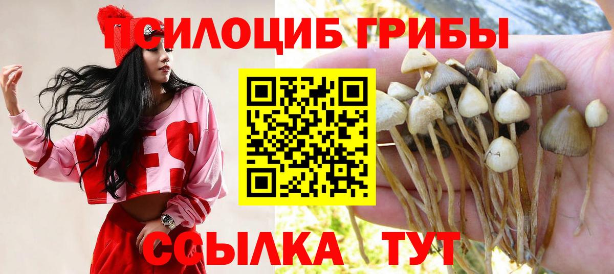 Псилоцибиновые грибы Cubensis Каспийск